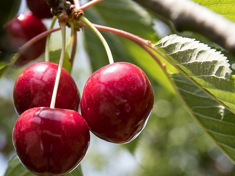 cherries-3477543_1920.jpg